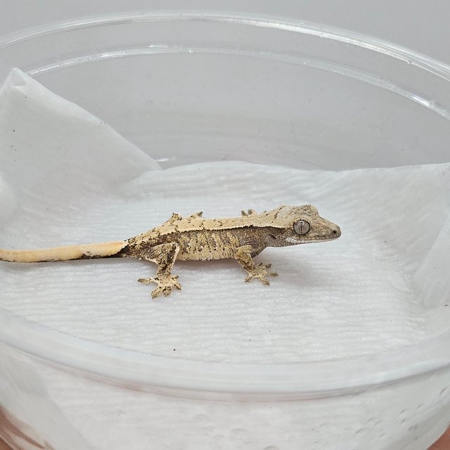 드리피 화이트스팟 화이트