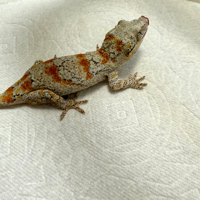 오렌지 블로치드