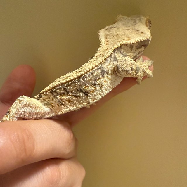 드리피 풀핀 화이트스팟