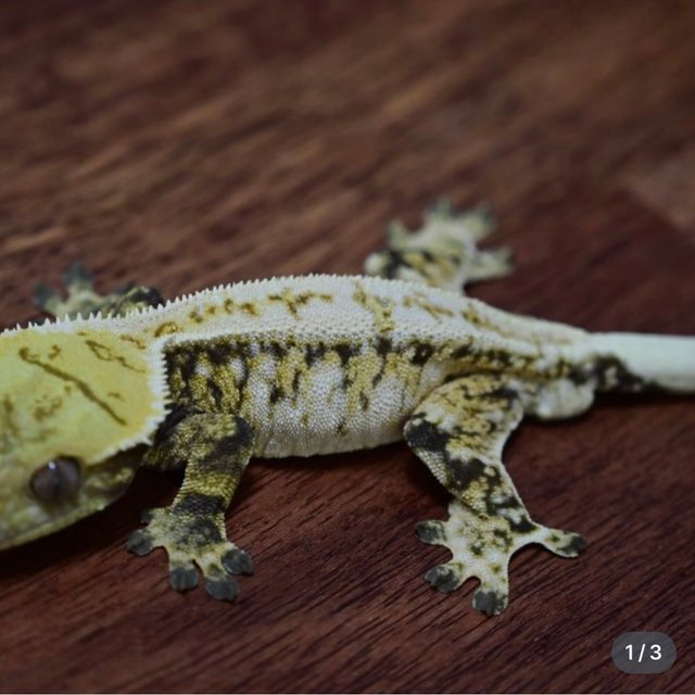 드리피 화이트스팟 트라이