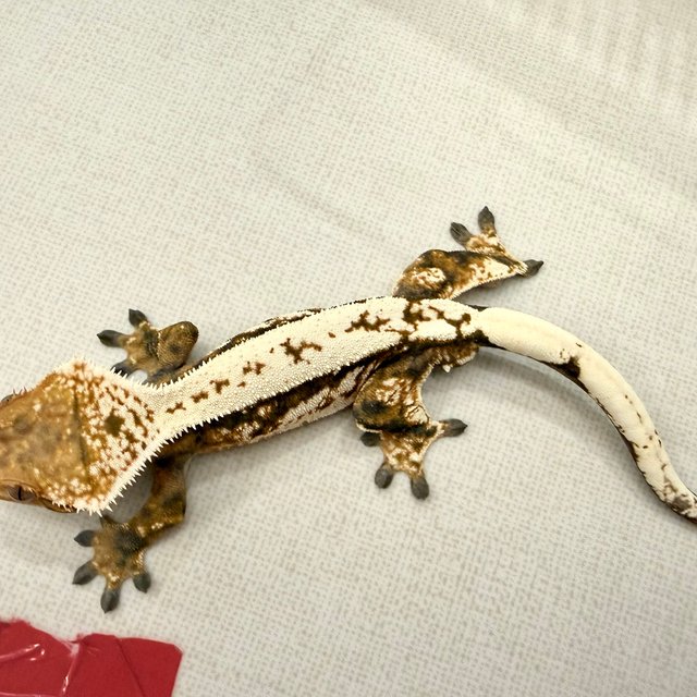 텐저린 화이트핀 트라이 세이블