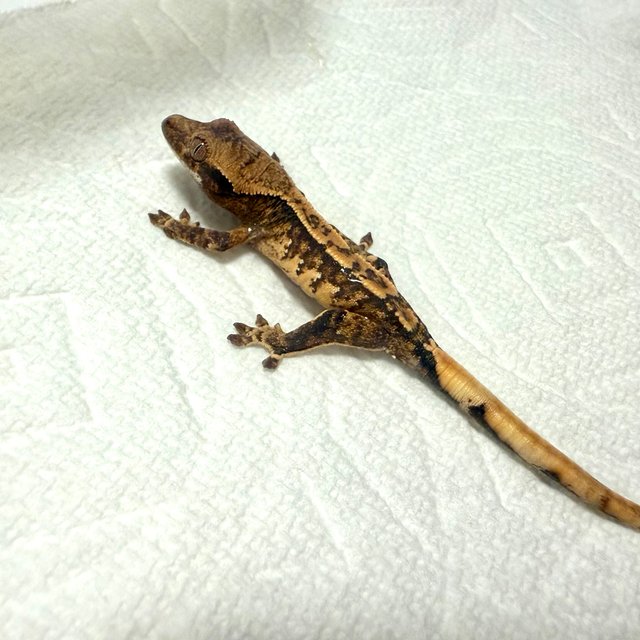 드리피 화이트스팟 트라이