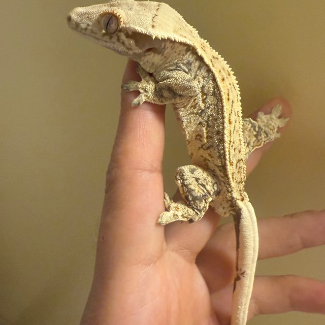 드리피 풀핀 화이트스팟