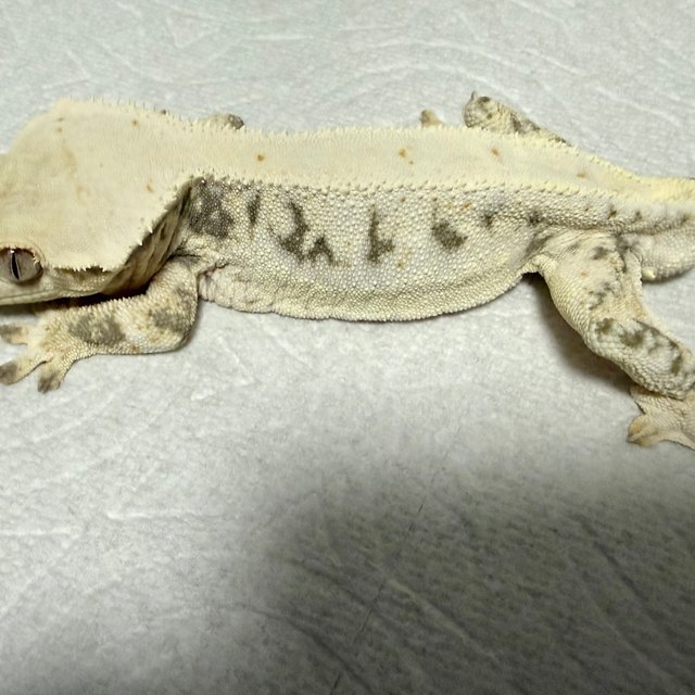 화이트 릴리화이트