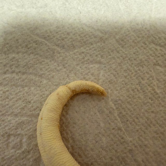 화이트 릴리화이트