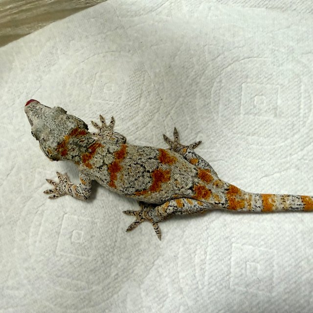 오렌지 블로치드