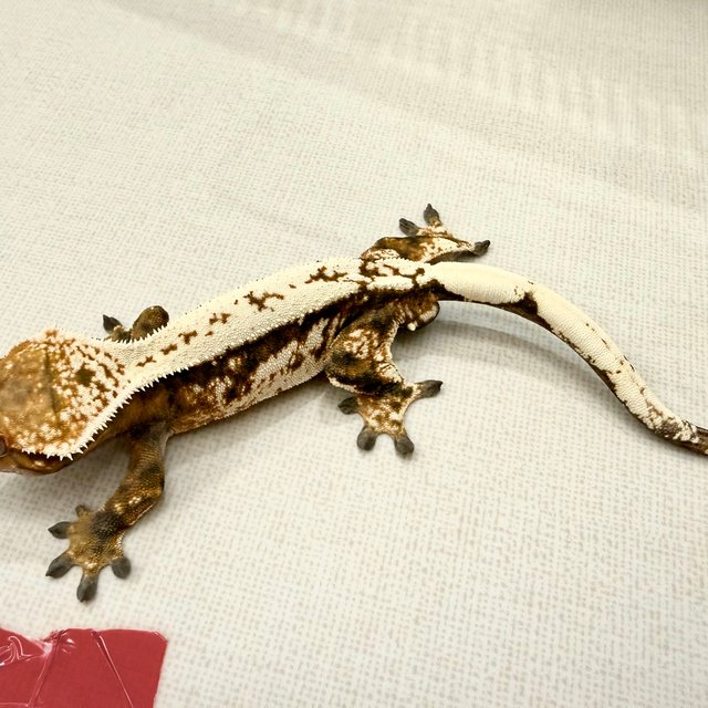 텐저린 화이트핀 트라이 세이블