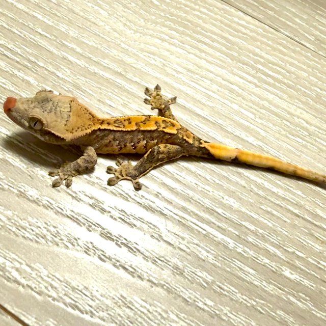 드리피 화이트스팟