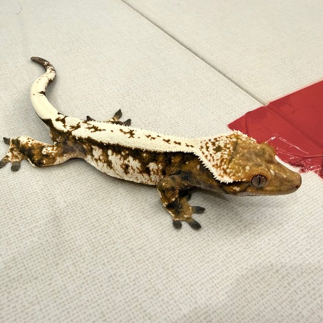 텐저린 화이트핀 트라이 세이블