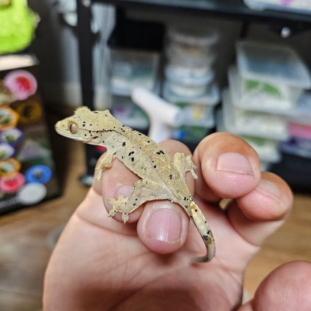 슈퍼달마시안