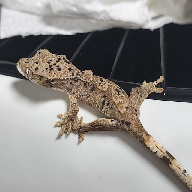 슈퍼달마시안