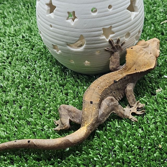 벅스킨