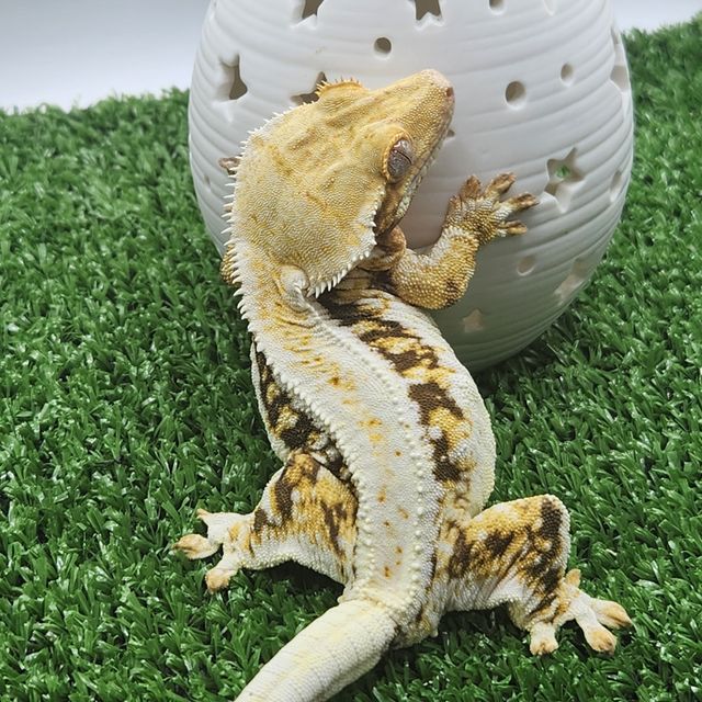 릴리화이트