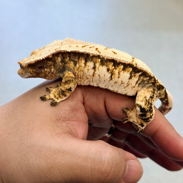 노멀 트라이 익스트림할리퀸