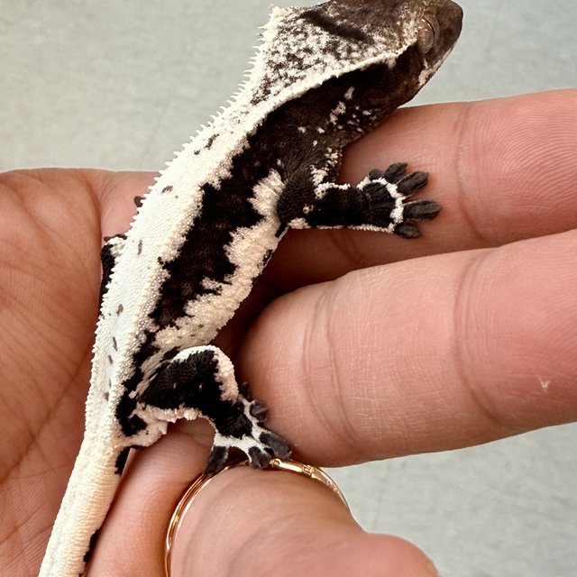 릴잔틱 릴리화이트 아잔틱