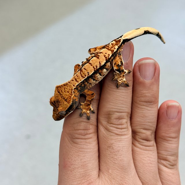 노멀 텐저린 트라이 익스트림할리퀸