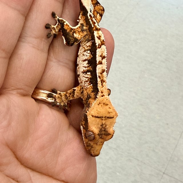 노멀 텐저린 트라이 익스트림할리퀸