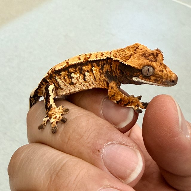 노멀 텐저린 트라이 익스트림할리퀸