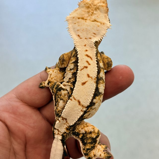 노멀 트라이 익스트림할리퀸