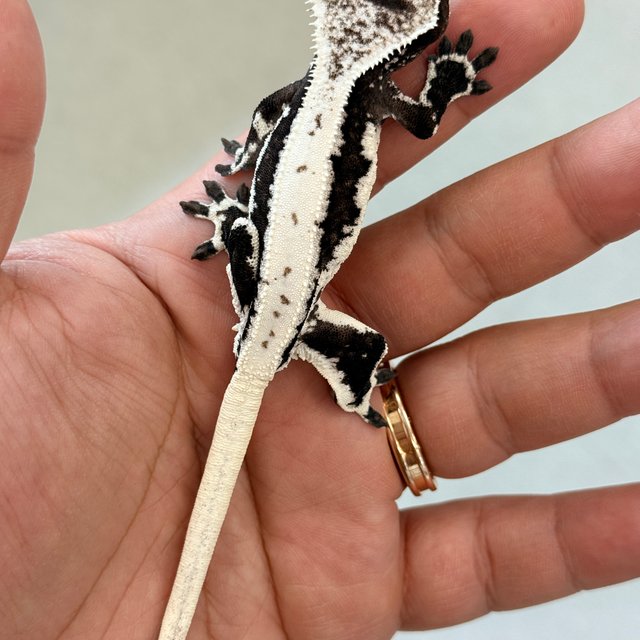 릴잔틱 릴리화이트 아잔틱