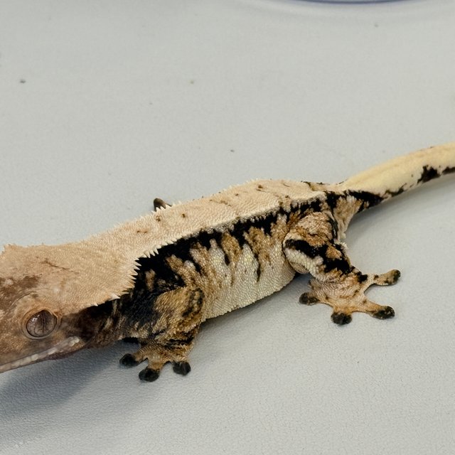 노멀 트라이 익스트림할리퀸