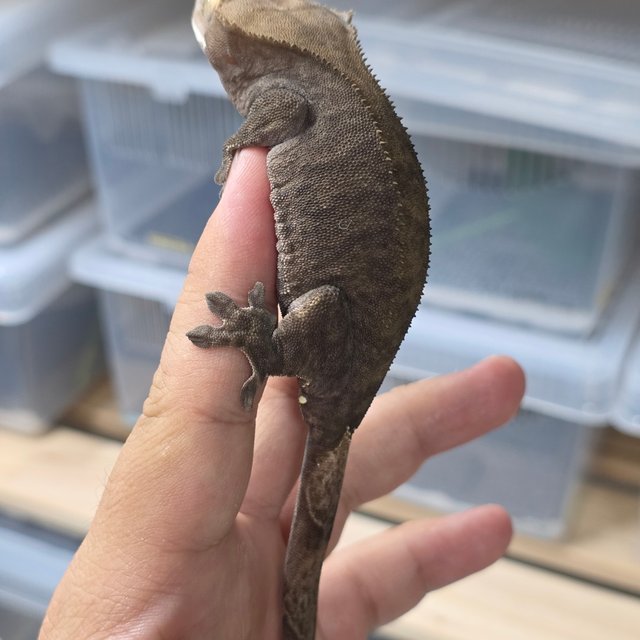 챠콜 패턴리스 100%헷아잔틱