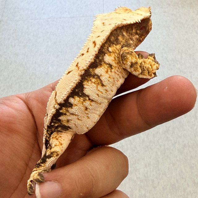 노멀 트라이 익스트림할리퀸