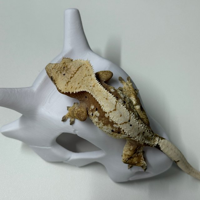 노멀 익스트림할리퀸