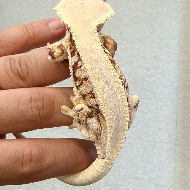 릴리화이트 솔리드백