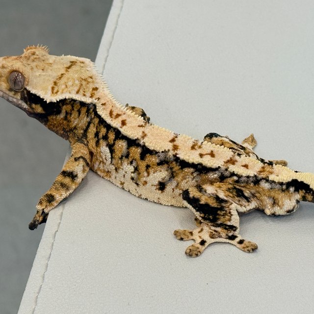 노멀 트라이 익스트림할리퀸