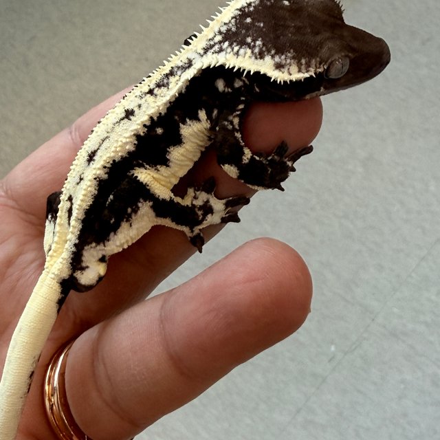 릴잔틱 릴리화이트 아잔틱