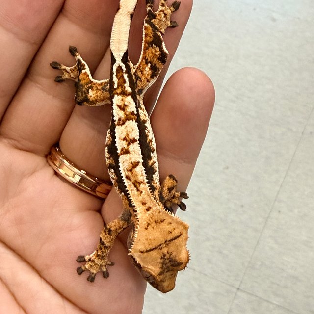 노멀 텐저린 트라이 익스트림할리퀸