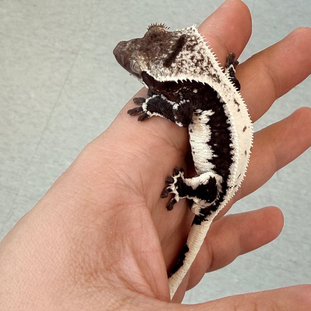 릴잔틱 릴리화이트 아잔틱