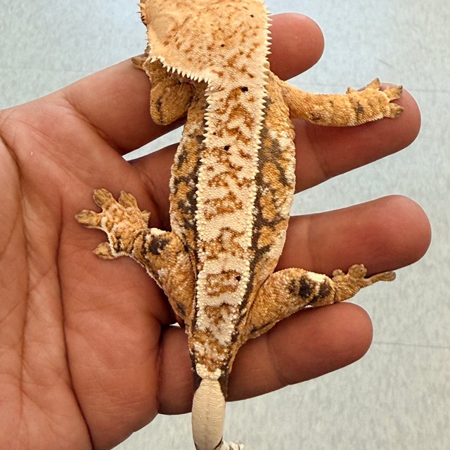 노멀 트라이 쿼드 익스트림할리퀸 텐저린