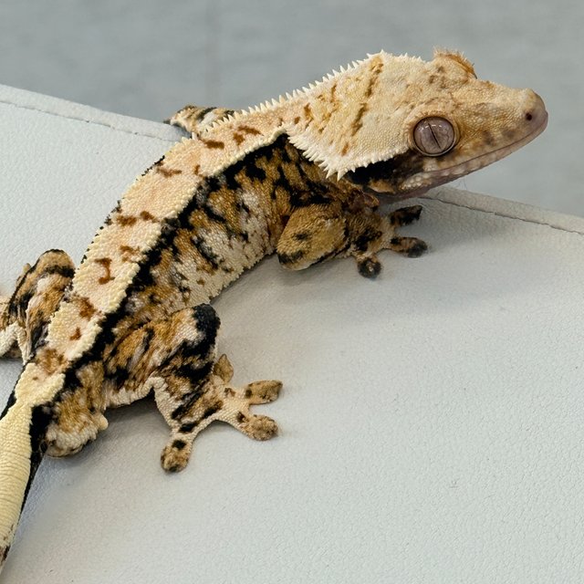 노멀 트라이 익스트림할리퀸