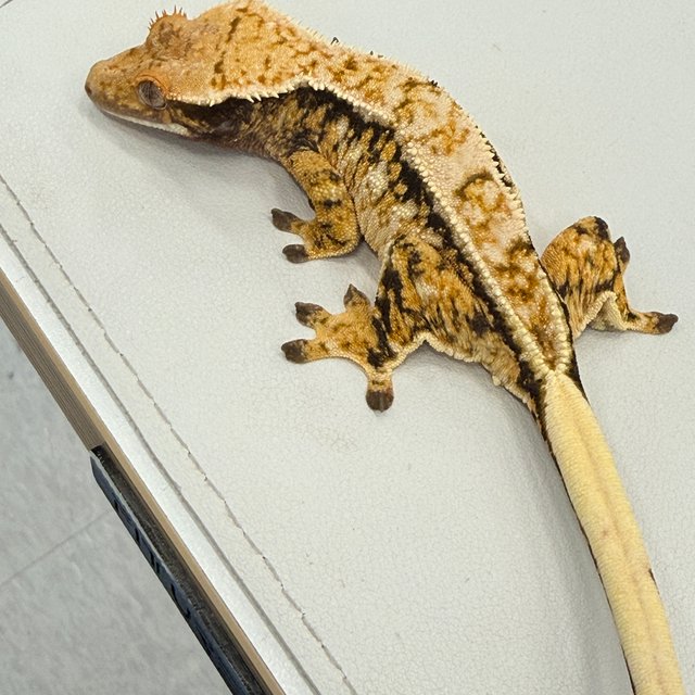 노멀 트라이 익스트림할리퀸