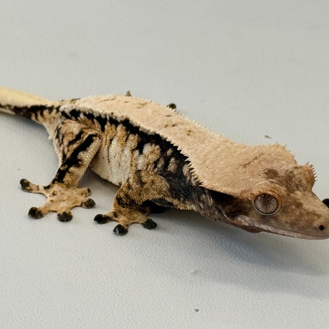 노멀 트라이 익스트림할리퀸