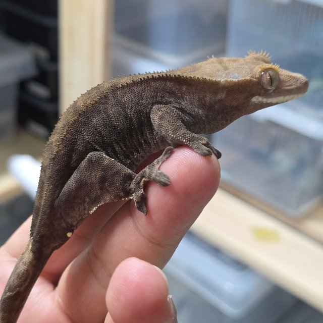 챠콜 패턴리스 100%헷아잔틱