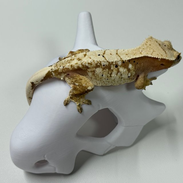 노멀 익스트림할리퀸