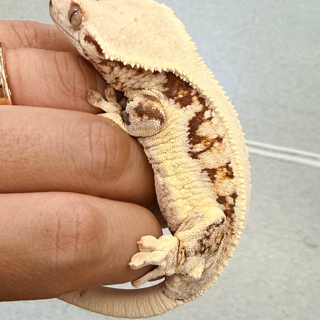 릴리화이트 솔리드백