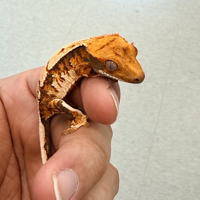 노멀 텐저린 트라이 익스트림할리퀸