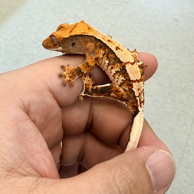 노멀 텐저린 트라이 익스트림할리퀸