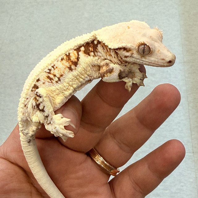 릴리화이트 솔리드백