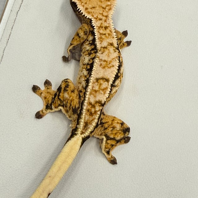 노멀 트라이 익스트림할리퀸