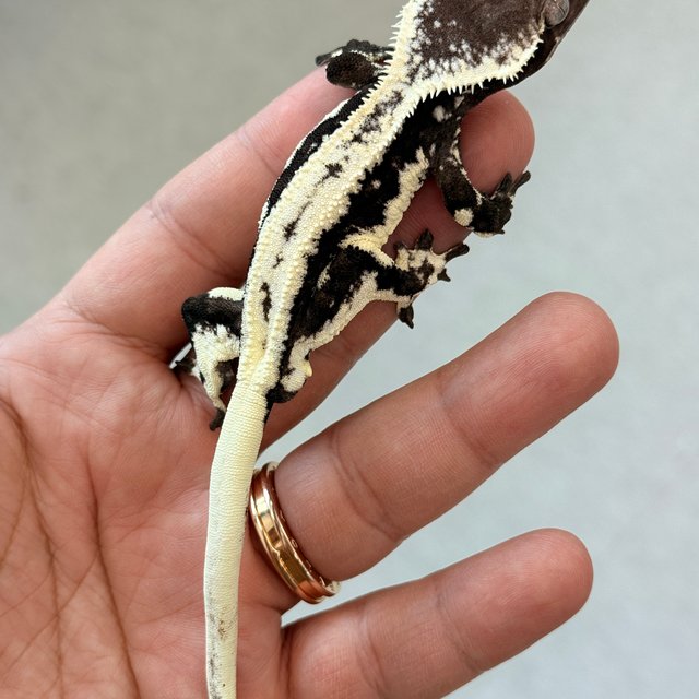 릴잔틱 릴리화이트 아잔틱