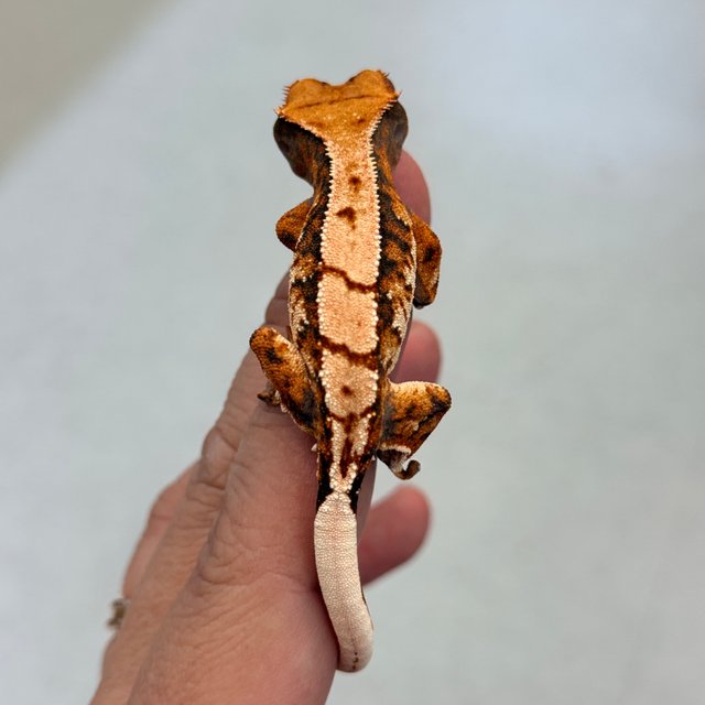 노멀 텐저린 트라이 익스트림할리퀸