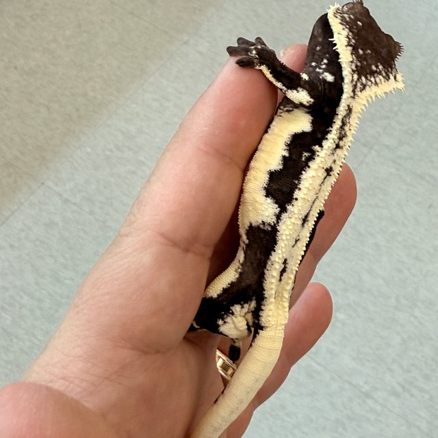 릴잔틱 릴리화이트 아잔틱