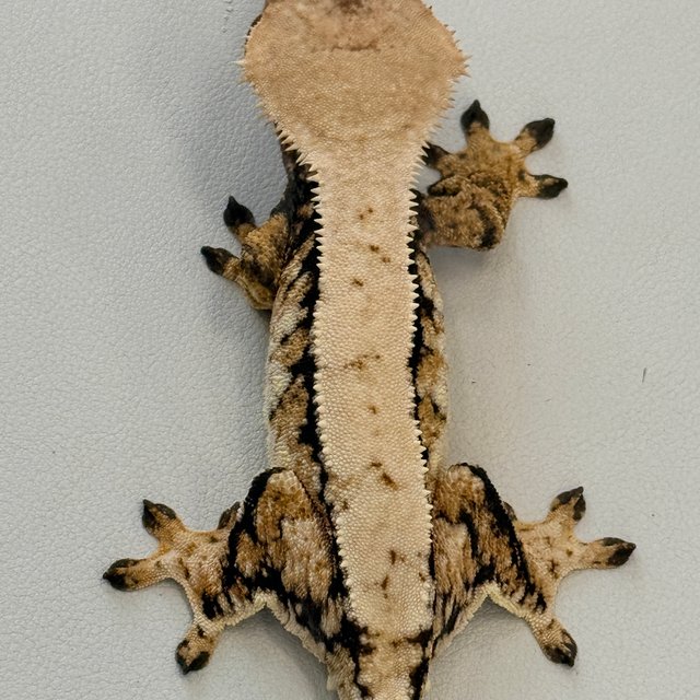 노멀 트라이 익스트림할리퀸