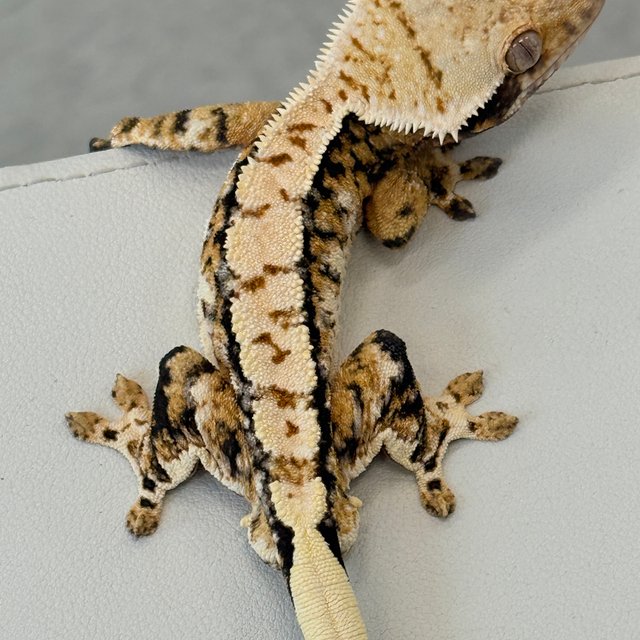 노멀 트라이 익스트림할리퀸