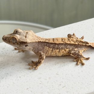 노멀 쿼드 화이트스팟